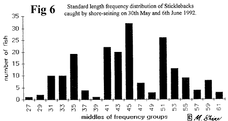 Loch Ness Standard Length Frequency Distribution of Sticklebacks Caught by Shore-seining.